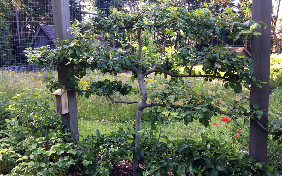 Gently summer prune for bountiful branches