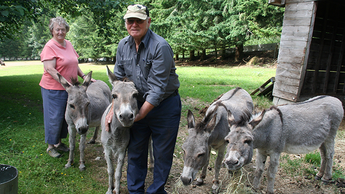 Hee-haw and goodbye: Wildwood donkeys to a new home